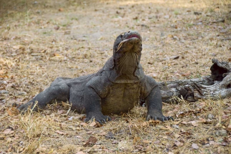 Picture of CLOSE-UP OF KOMODO DRAGON, KOMODO NP, INDONESIA