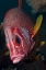 Picture of INDONESIA, RAJA AMPAT CLOSE-UP OF SQUIRRELFISH