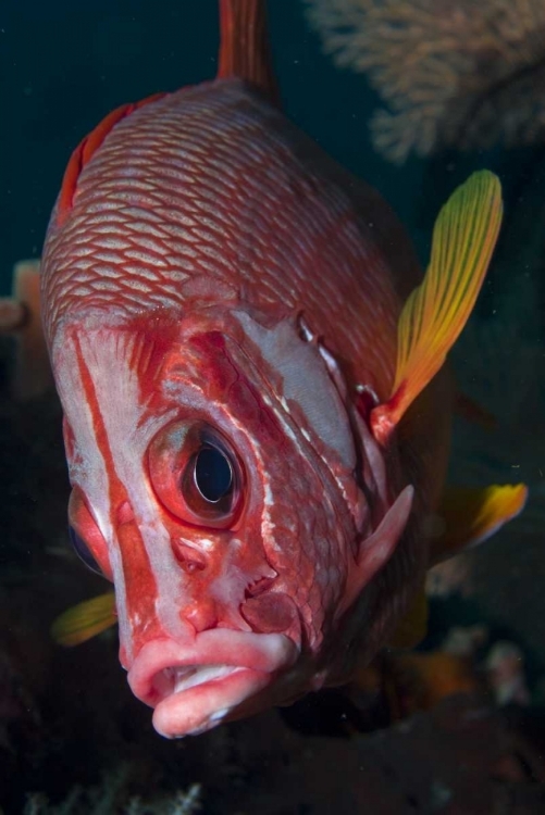 Picture of INDONESIA, RAJA AMPAT CLOSE-UP OF SQUIRRELFISH