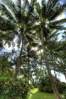 Picture of INDONESIA, BALI VIEW OF VEGETATION IN A GARDEN