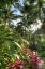 Picture of INDONESIA, BALI VIEW OF VEGETATION IN A GARDEN