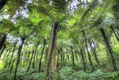 Picture of INDONESIA, BALI VIEW OF VEGETATION IN A GARDEN