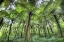 Picture of INDONESIA, BALI VIEW OF VEGETATION IN A GARDEN
