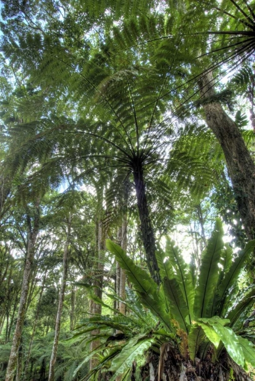 Picture of INDONESIA, BALI VIEW OF VEGETATION IN A GARDEN