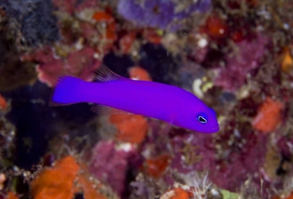 Picture of INDONESIA, RAJA AMPAT A MAGENTA DOTTYBACK FISH