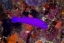 Picture of INDONESIA, RAJA AMPAT A MAGENTA DOTTYBACK FISH