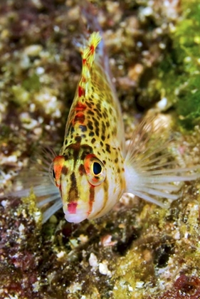 Picture of COLORFUL HAWKFISH, RAJA AMPAT, PAPUA, INDONESIA