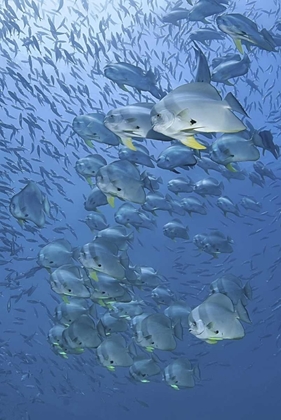 Picture of INDONESIA, PAPUA, RAJA AMPAT SCHOOLING BATFISH