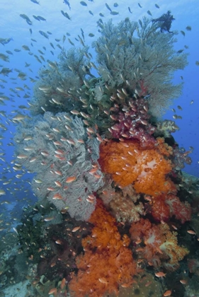 Picture of INDONESIA, KOMODO NP UNDERWATER FISH AND CORAL