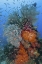 Picture of INDONESIA, KOMODO NP UNDERWATER FISH AND CORAL