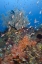 Picture of INDONESIA, KOMODO NP UNDERWATER FISH AND CORAL