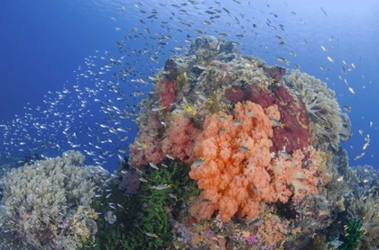 Picture of INDONESIA, PAPUA, RAJA AMPAT FISH AROUND CORAL