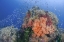 Picture of INDONESIA, PAPUA, RAJA AMPAT FISH AROUND CORAL