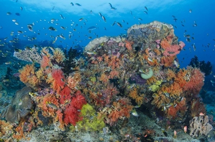 Picture of INDONESIA, PAPUA, RAJA AMPAT FISH AROUND CORAL