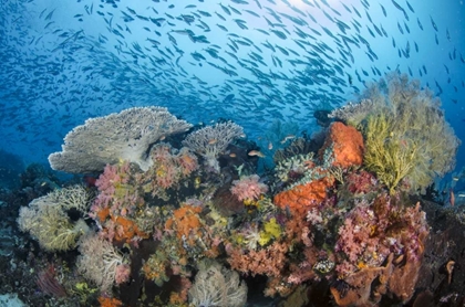 Picture of INDONESIA, PAPUA, RAJA AMPAT FISH AROUND CORAL