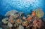 Picture of INDONESIA, PAPUA, RAJA AMPAT FISH AROUND CORAL