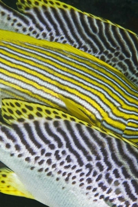Picture of INDONESIA, KOMODO NP BANDING ON SWEETLIPS FISH