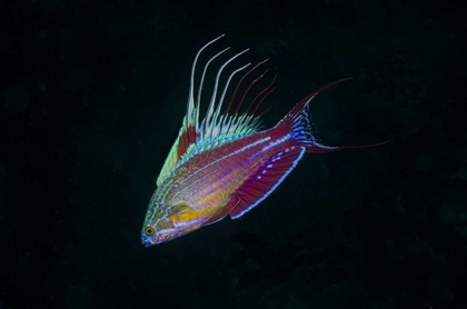 Picture of INDONESIA, SULAWESI, LEMBEH STRAIT WRASSE FISH