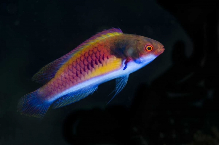 Picture of INDONESIA, PAPUA, CENDERAWASIH BAY WRASSE FISH