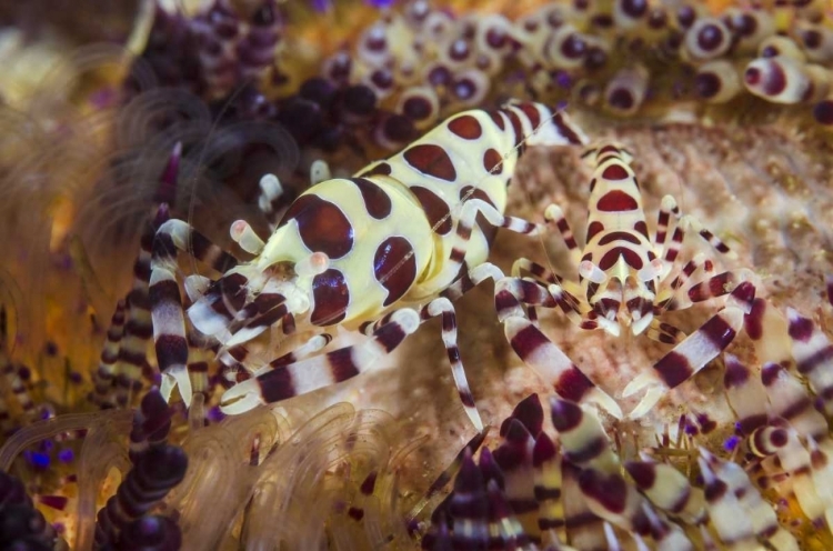 Picture of INDONESIA, LEMBEH STRAIT SHRIMP AND SEA URCHIN