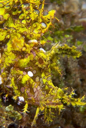 Picture of INDONESIA, SULAWESI ISL, RHINOPIAS SCORPIONFISH