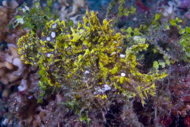 Picture of INDONESIA, SULAWESI ISL, RHINOPIAS SCORPIONFISH