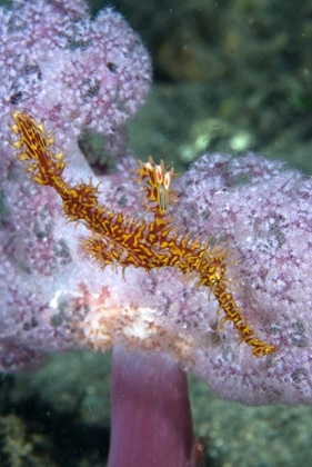 Picture of INDONESIA, PAPUA, RAJA AMPAT PIPEFISH SWIMMING