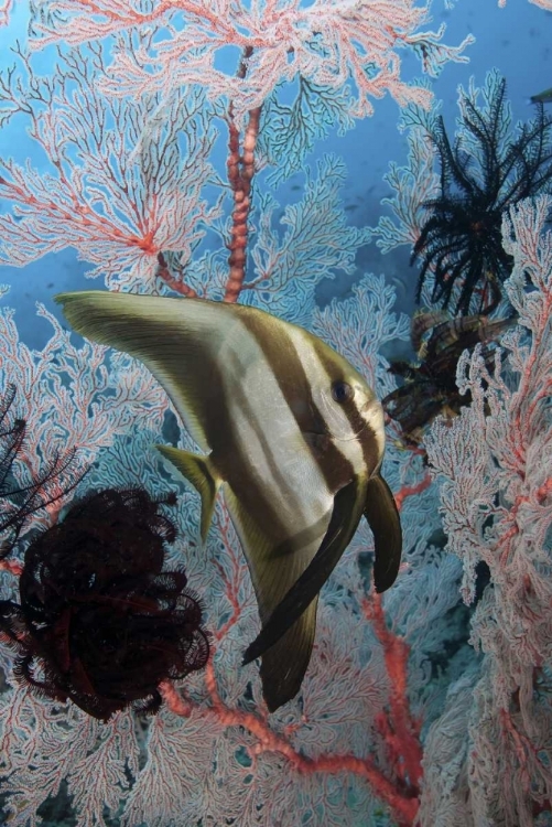 Picture of INDONESIA, PAPUA, RAJA AMPAT BATFISH AND CORAL