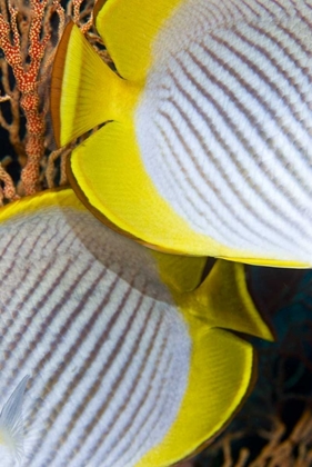 Picture of INDONESIA THE BACK HALVES OF TWO BUTTERFLYFISH
