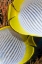 Picture of INDONESIA THE BACK HALVES OF TWO BUTTERFLYFISH