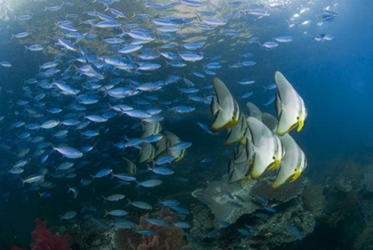 Picture of INDONESIA SCHOOLING FISH IN THE DAMPIER STRAIT