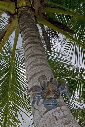 Picture of INDONESIA, PAPUA COCONUT CRAB CLIMBS PALM TREE