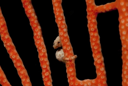 Picture of INDONESIA, PAPUA THE WORLDS SMALLEST SEAHORSE