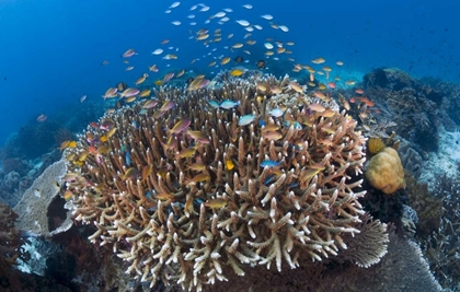 Picture of INDONESIA DIVERSE, CORAL REEF MARINE ECOSYSTEM