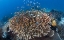 Picture of INDONESIA DIVERSE, CORAL REEF MARINE ECOSYSTEM