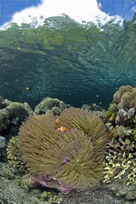 Picture of INDONESIA CORAL GROWS NEAR SURFACE IN MANGROVE