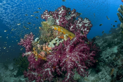 Picture of INDONESIA SILVERSIDE FISH SWIM PAST CORAL REEF