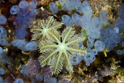 Picture of BLUEBELL TUNICATES AND CORALS, PAPUA, INDONESIA