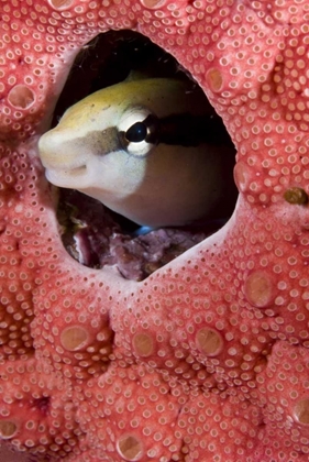 Picture of LANCE BLENNY FISH IN A HOLE IN CORAL, INDONESIA