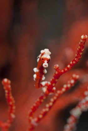 Picture of INDONESIA, PAPUA SEAHORSE TURNS COLOR OF CORAL