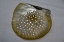 Picture of CENDANA PEARLS FROM ALJUI BAY, PAPUA, INDONESIA