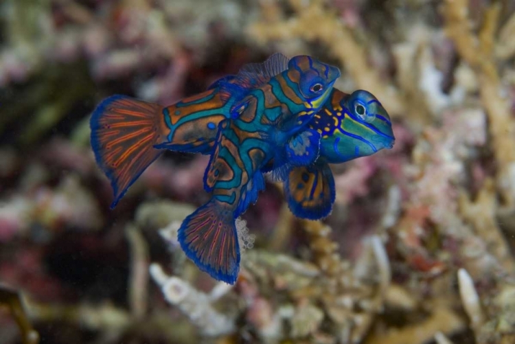 Picture of INDONESIA, SULAWESI ISLAND MANDARINFISH MATING