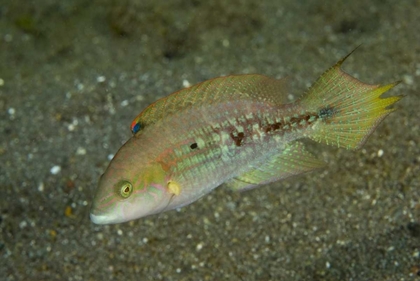 Picture of INDONESIA, SULAWESI ISLAND PARROTFISH SWIMMING