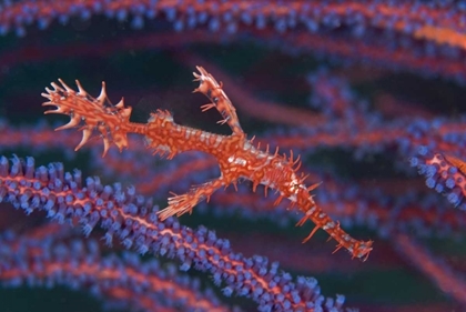 Picture of PIPEFISH AMONG SEA WHIPS, TRITON BAY, INDONESIA