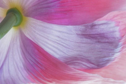 Picture of WASHINGTON, SEABECK UNDERSIDE OF POPPY FLOWER