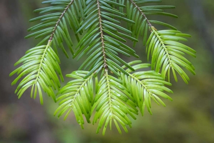 Picture of WASHINGTON, GIFFORD PINCHOT NF FIR TREE BOUGH