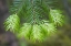 Picture of WASHINGTON, GIFFORD PINCHOT NF FIR TREE BOUGH
