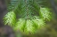 Picture of WASHINGTON, GIFFORD PINCHOT NF FIR TREE BOUGH