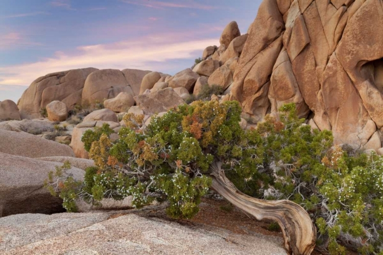 Picture of CALIFORNIA, JOSHUA TREE NP WIND-BLOWN JUNIPER