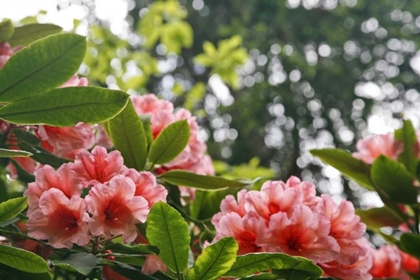 Picture of WASHINGTON, SEABECK RHODODENDRONS IN A GARDEN